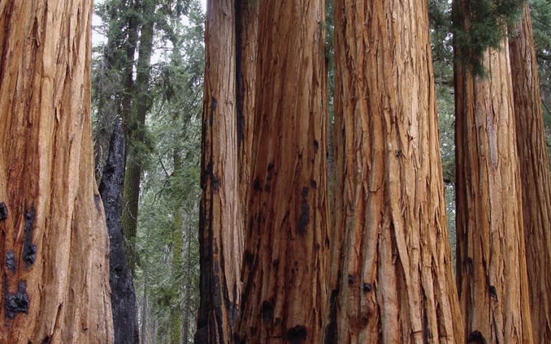 Notice the fire scars on Sequoias. They are protected by bark up to three feet thick.