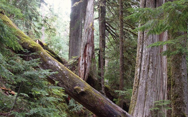 The Grove of Patriarchs thrives in the damp climate of Mt. Rainier. Shirley complained that it is hard to find a rainier place.