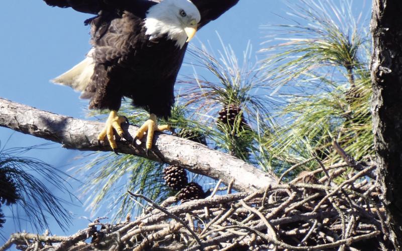 Adult eagle landing on the nest with a crop full of lunch for the chicks. The adults took turns fishing and feeding their young.