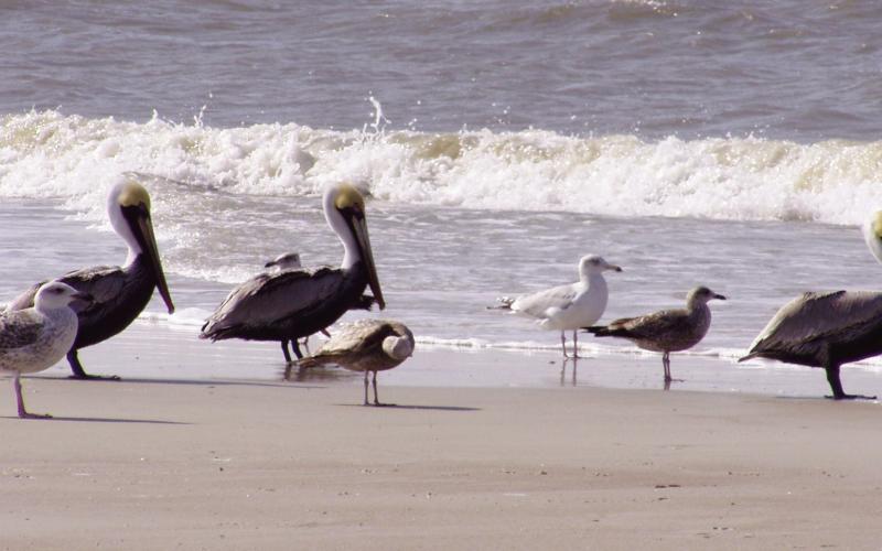 Brown pelicans capture fish by swooping down in a headfirst dive.