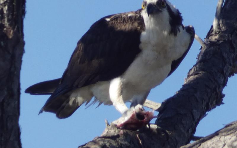 This year we didn’t see a nest in its usual place, but this osprey was enjoying his catch of the day.