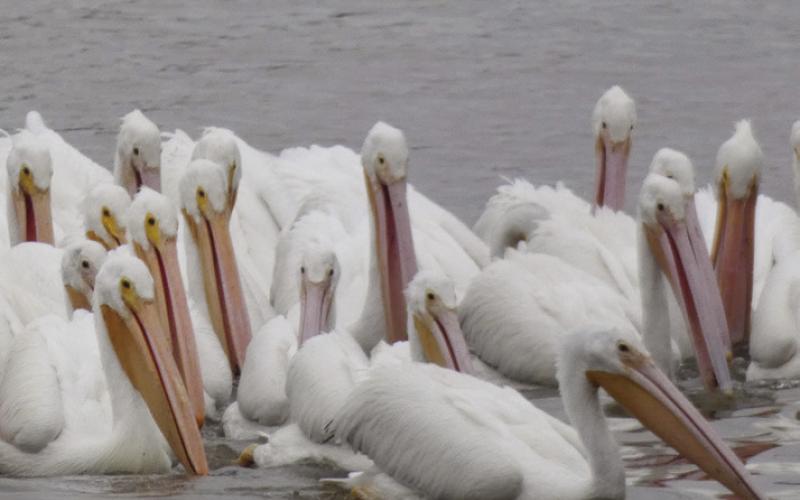 White pelicans seem to work as a team as they herd small fish this way and that, so everyone gets a chance to eat.