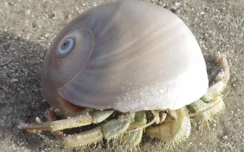 Sometimes you have to share the beach with a crab out for a stroll.