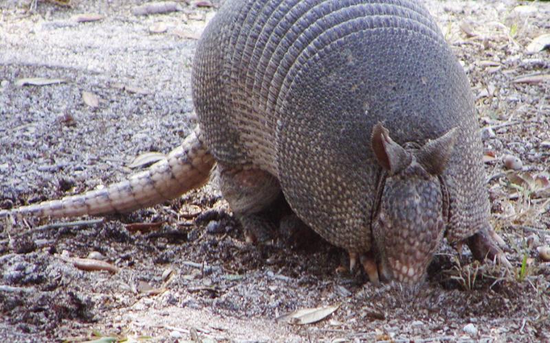 Why did the chicken cross the road? To show the armadillo it could actually be done. The most famous attribute of the little fellow is his tendency to become roadkill.
