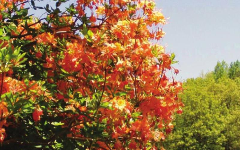 Flame azaleas punctuate the Parkway with exclamation points!