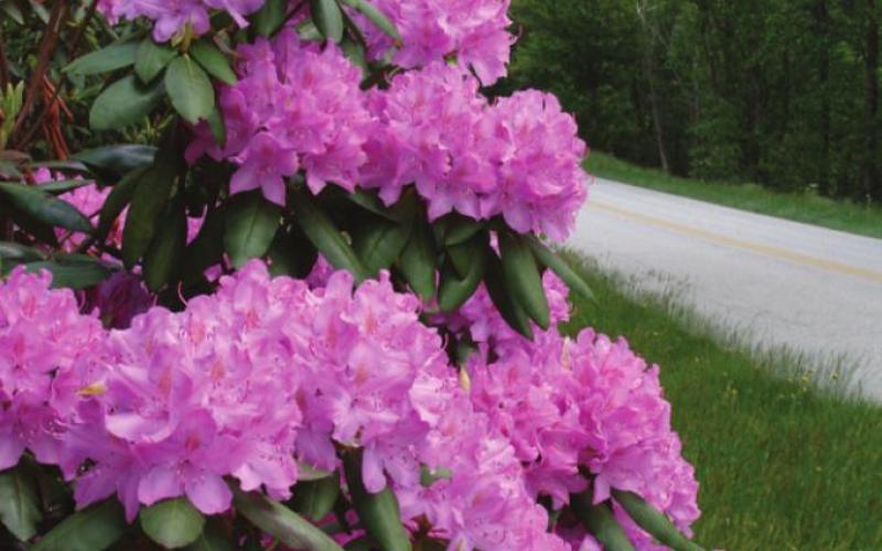 One of the thousands of reasons to enjoy the Blue Ridge in spring.