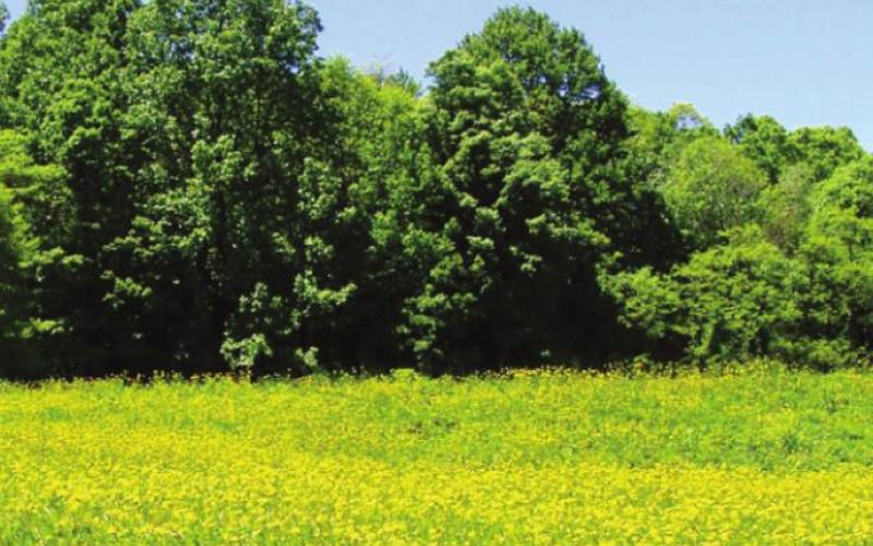 The annual reunion of the Hawkweed Family. Everyone is invited. (Bring your own side dish.)