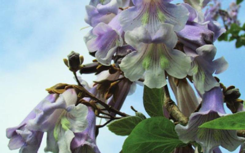 The Paulonia, or princess tree, is covered with clusters of beautiful blossoms.