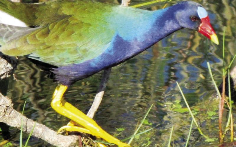 Shirley’s favorite Florida bird is the purple gallinule. We have heard other tourists refer to it as a Galileo, a galleon, and a Galeono. You say potato, I say....