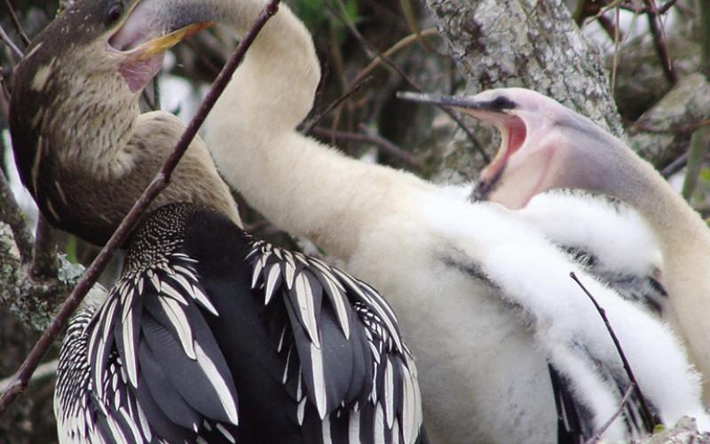 Anhinga chicks are quite persistent at lunch time.