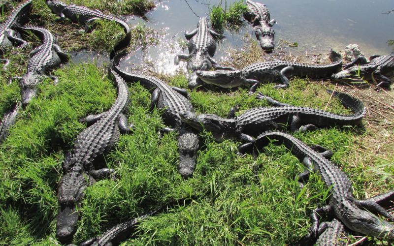 A couple dozen gators used to sun themselves in the Wisconsin Hole. The area is now under water, and the gators have moved on to more private locations in the Everglades.