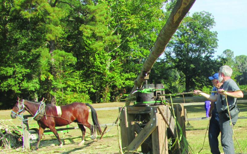 At French Camp in the fall, juice is squeezed from sorghum canes and boiled down to make a thick syrup. Sometimes tourists are invited to participate.