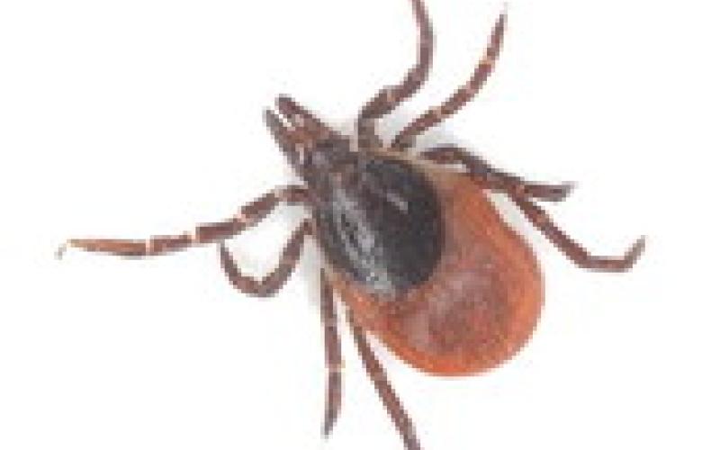 Alt Text for Image