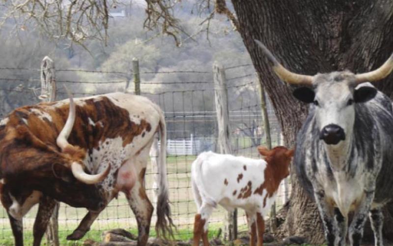 We came across more cattle up near the Show Barn.