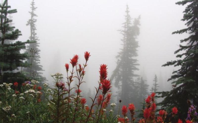 Like Denali, Mt. Rainier is often enshrouded in clouds or fog. Patience is required but well rewarded.