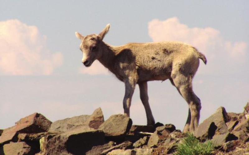 Bighorn lambs learn the ropes on the upper slopes of Mt. Washburn. There is an excellent chance of meeting them up there.