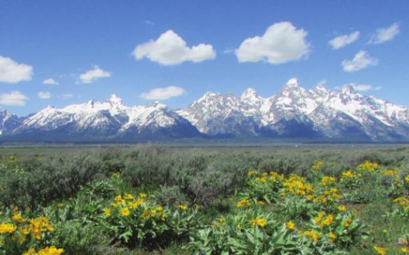 Arrowleaf balsam root adds a splash of color to Jackson Hole in early spring.