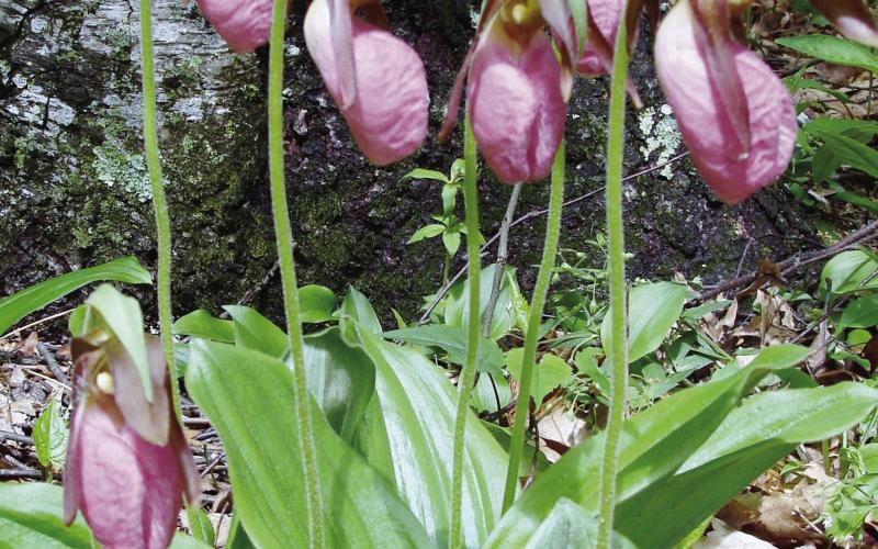 Alt Text forLady-slippers are a variety of wild orchid found in scattered beds back in the pine forests. Image