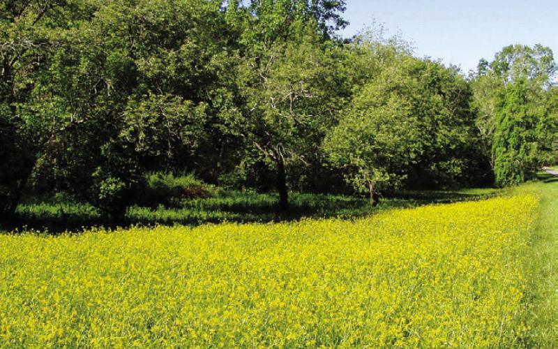 There are about 50 varieties of yellow flowers along the Blue Ridge. Shirley referred to any we could not identify as “members of the Hawkweed family.” This is the annual family reunion.