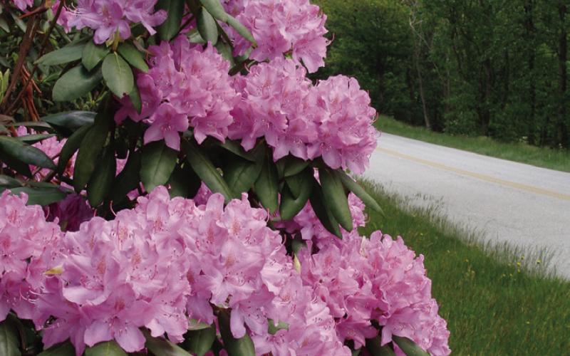 You are allowed to stop anywhere you can get safely off the Parkway. Don’t be concerned if there is no place near some beautiful rhododendrons. There are more around the next curve. Azaleas, mountain laurel, and much more besides.