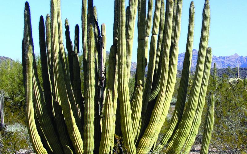 Organ pipe cactus prefers really warm temperatures and reaches the northern extent of its range in the national monument.