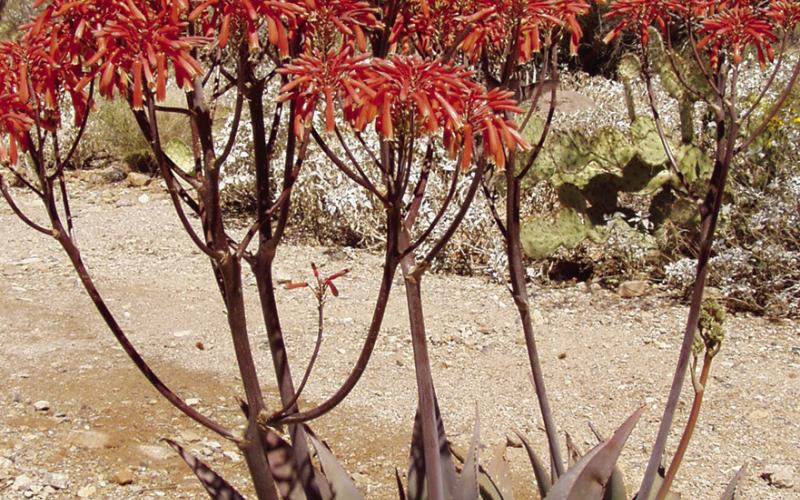 Color in the Green Desert is provided by a wide variety of plants like this Aloe striata.