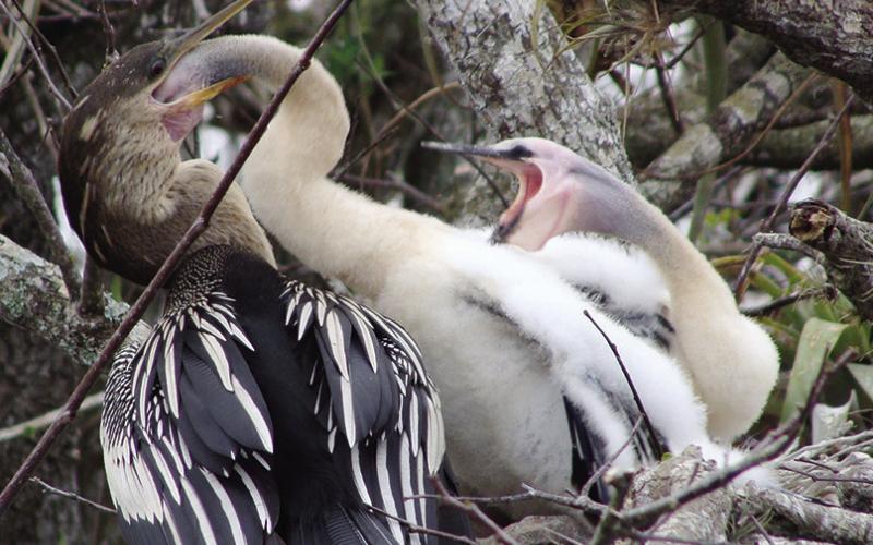 Anhinga chicks are virtually as large as their parents before they fledge. They can be very insistent at meal time.