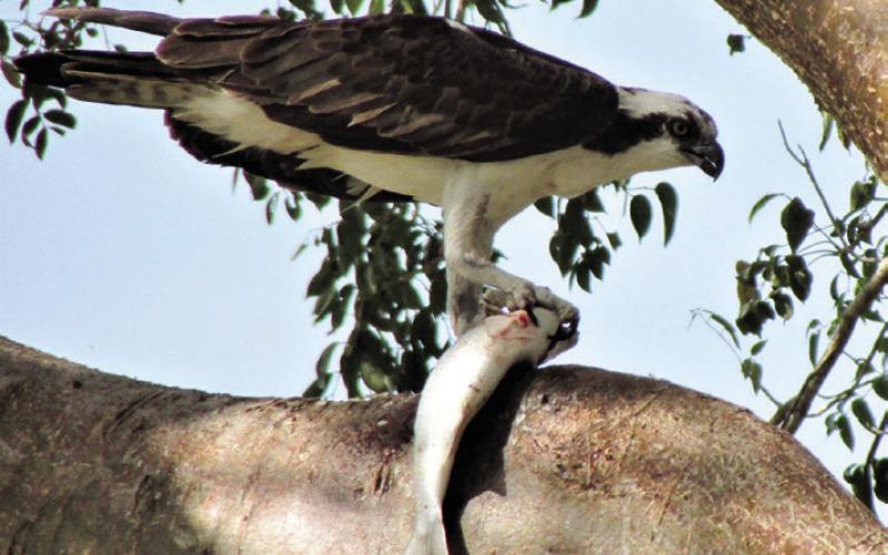 Ospreys hover briefly before making dramatic plunges to seize fish under water.