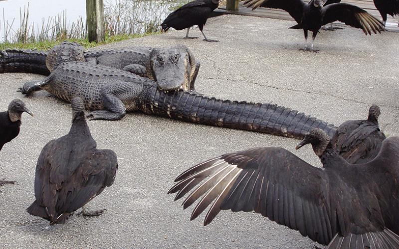 A flock of black vultures gathered to call dibs on the loser of The Great Gator Rumble.