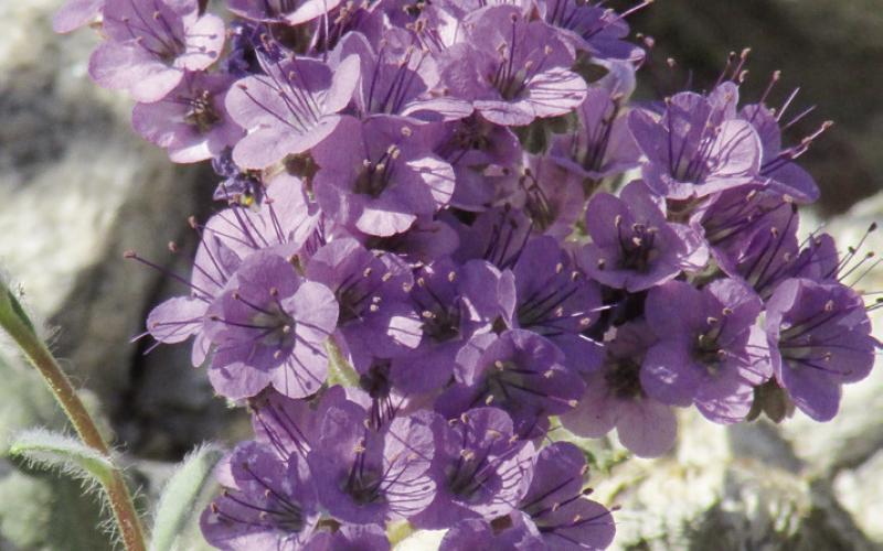 Scorpionweed is an ugly name for a beautiful flower, but, like poison ivy, it can give you a painful bite.