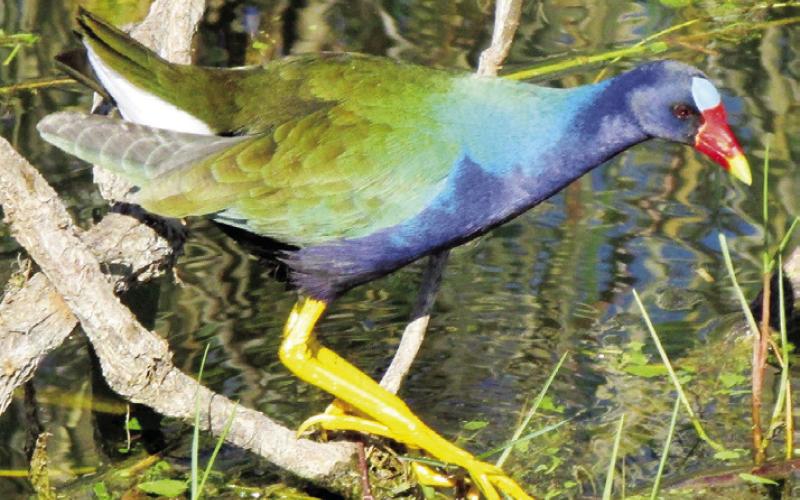 The purple gallinule is Shirley’s favorite Everglades bird.