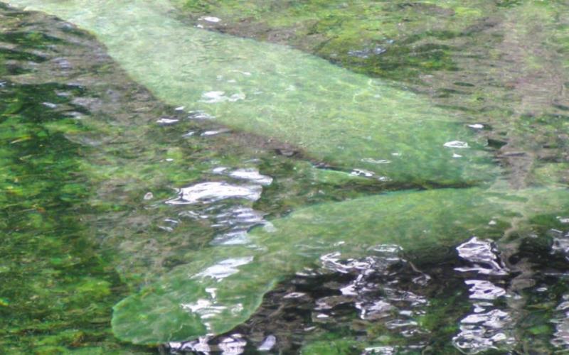 The manatees in Florida help to compensate for the Western wildlife we are going to miss.