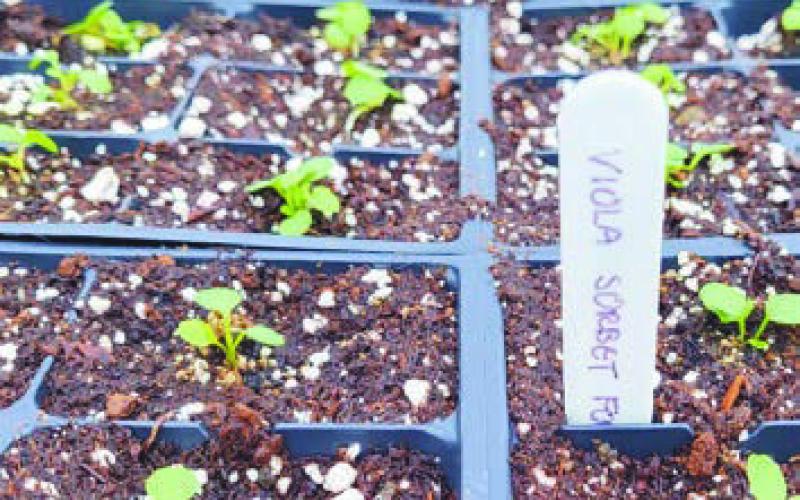 Sitting down on these drab days with some good gardening books and seed catalogs can be just what it takes to send you on your gardening journey.