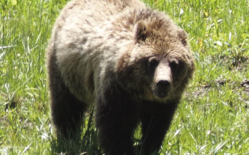 Yep, that’s a bear alright. They are territorial but not necessarily easy to see.