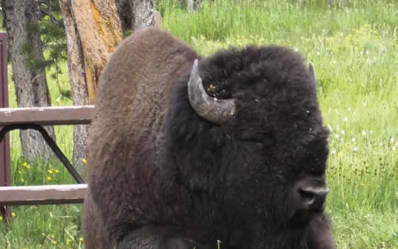 Signs in Bridge Bay Campground advise you not to approach bison—even if he invites himself and plops down next to your picnic table. Bison love s’mores as much as the next guy.