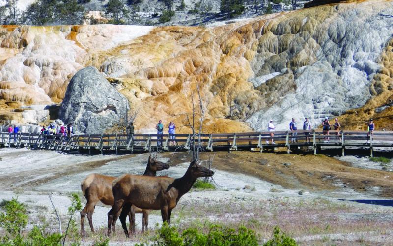 Even elk enjoy visiting Mammoth Hot Springs. We have also seen bears and bison there, but it is not a usual hangout for them.