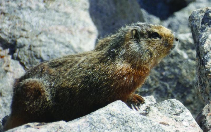 Yellow-bellied marmots live in rocky dens at high elevation. We also saw one living under the porch of the Roosevelt Lodge. Probably easier to get free meals from tourists in that location.