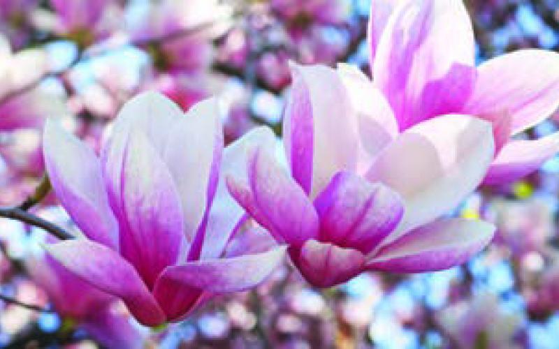 The season of renewal