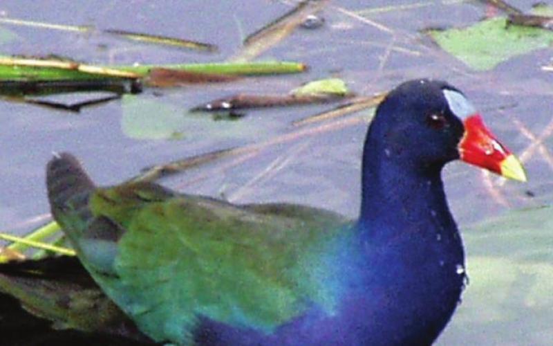 Shirley’s favorite bird in the Everglades is the purple gallinule. We have overheard visitors call it a galleon, a Galileo, and a Galliano. A rose by any other name would smell as sweet, and a gallinule etc....