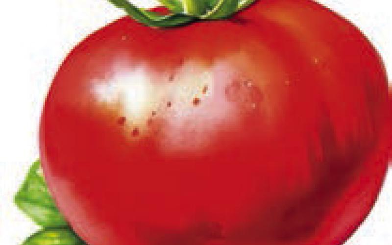 Tomato