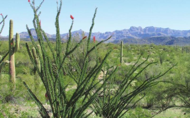 The Sonoran Desert is known as The Green Desert because of the abundance of plant life. Birds and other animals thrive there, too.