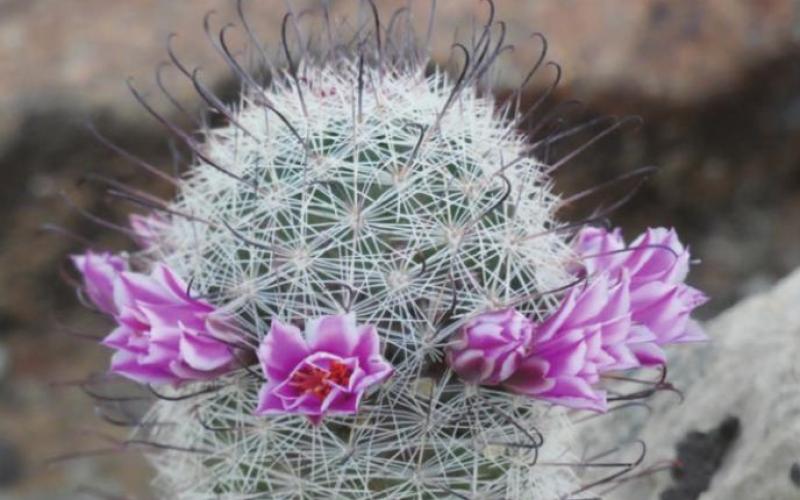 The little fishhook pincushion cactus provides its share of desert color.