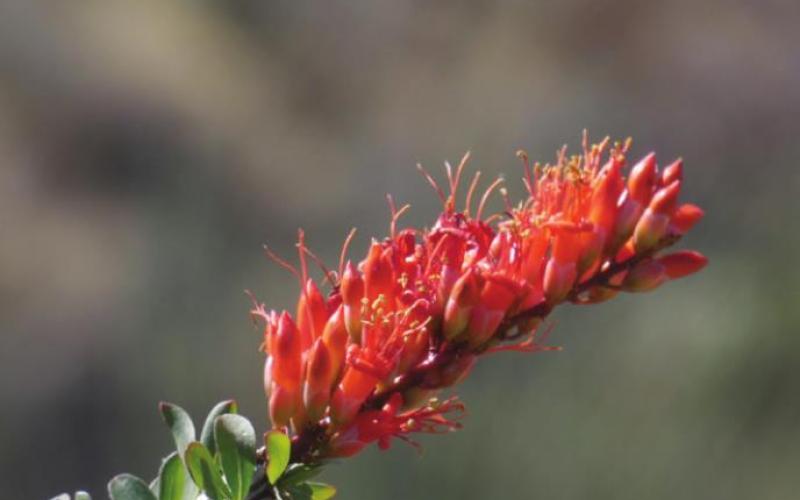 After a winter rain, the ocotillo leafs out and blossoms in an amazingly short time.