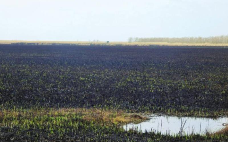 Coastal marshes, even when not scorched by wildfire, can seem a little desolate. Who knew marshes could burn?