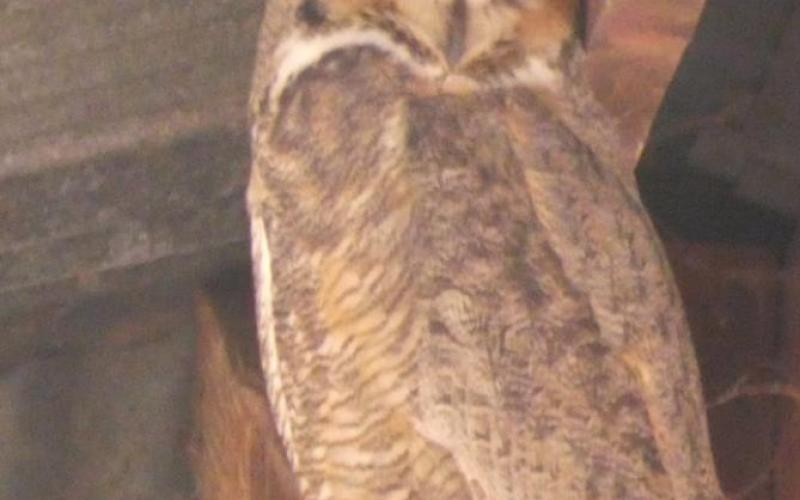 A great horned owl was nesting in an old hay barn at Waterwater Draw.