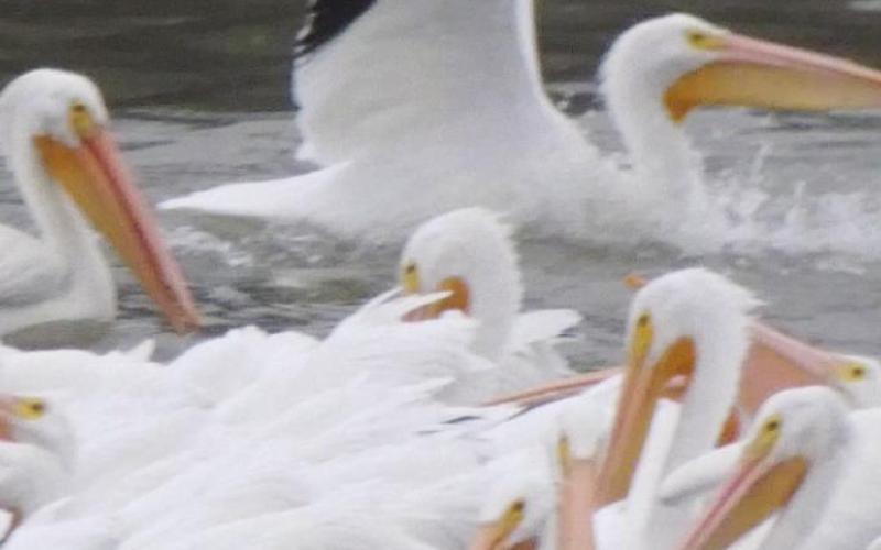 A couple hundred white pelicans were performing a water ballet at the Wheeler Wildlife Refuge near Decatur, AL.