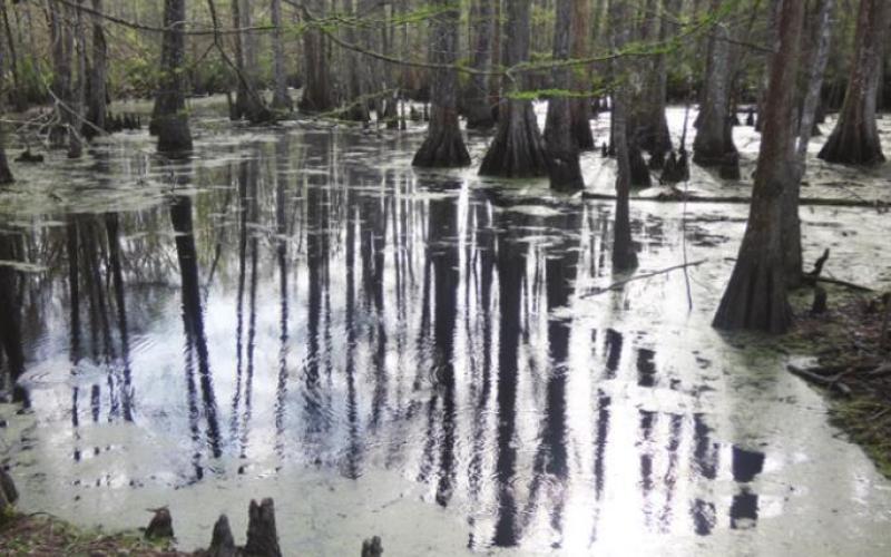 Does a cypress swamp seem desolate? Maybe if you don’t have to walk through it and deal with the creepy-crawlies.