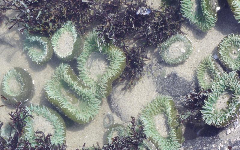 Sea anemones in tidepools are fascinating to some of us.