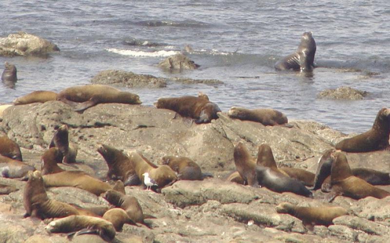 Seals and sea lions are prone to squabbling over the most comfortable piece of rock.
