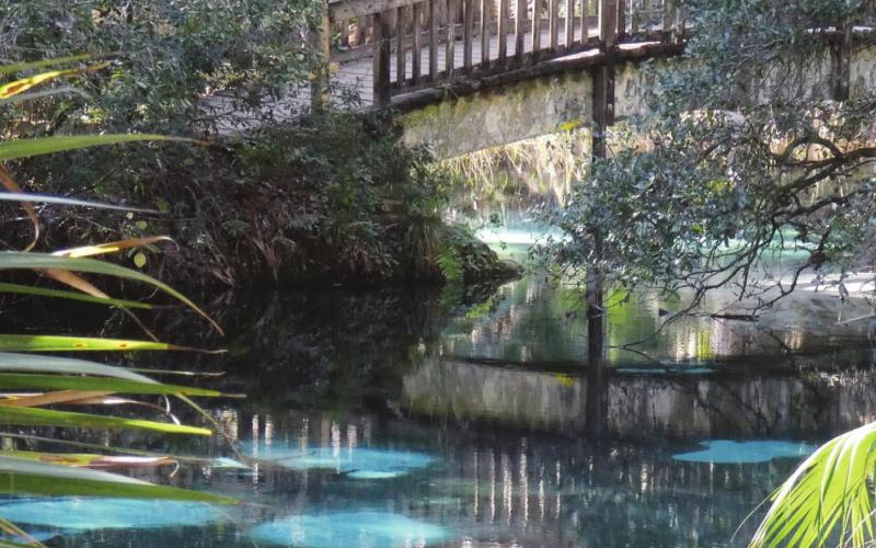 A footbridge at Fern Hammock allows you to look directly down into the spring pulsating up through the sandy bottom.